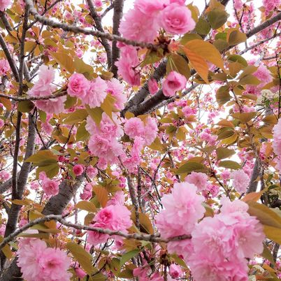 満開の桜の枝