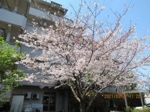 桜と建物の外観  