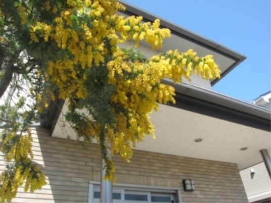 黄色い花が咲く施設外観