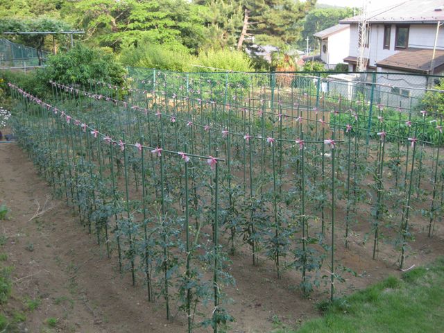 整備された菜園 庭 小さな作物が整然と並んだ菜園です。自然に囲まれた環境で、日々の成長を感じられます。