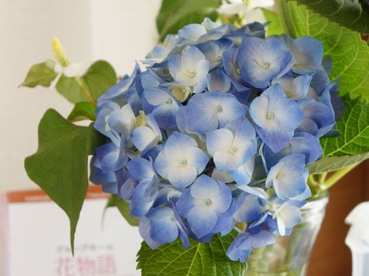 青いアジサイの花