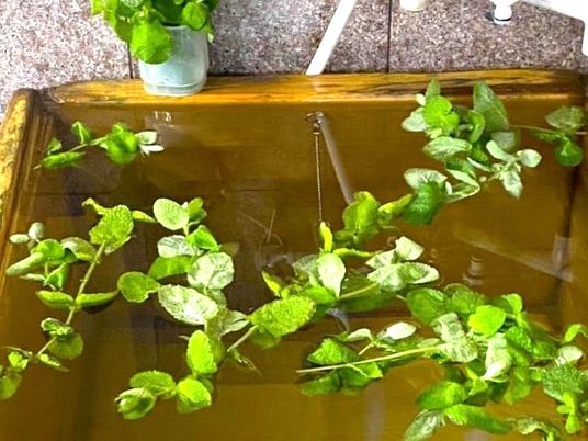水槽と水草のある食堂  