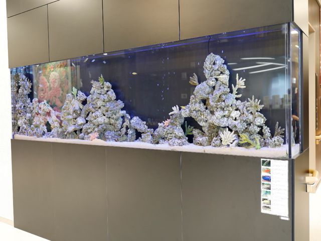 色とりどりの海水魚水槽