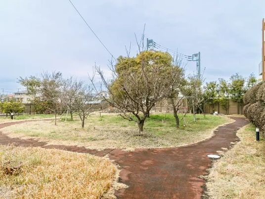 木々がある庭園  