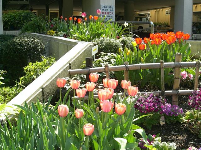 彩り豊かな庭 庭 美しく手入れされた庭では、色とりどりの花が咲き、心安らぐ環境を提供しています。