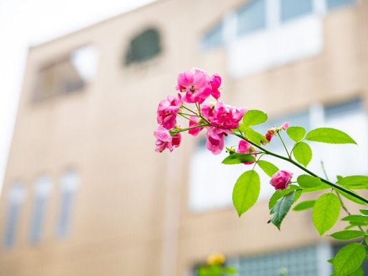 建物前の花  