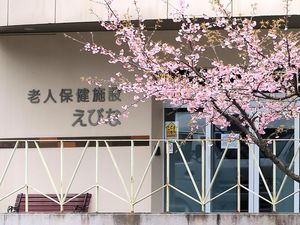 桜と施設入口  