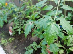 緑の植物と小道