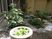 中庭の植栽  
