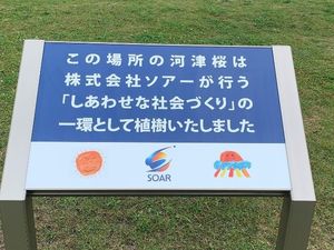河津桜の案内看板  