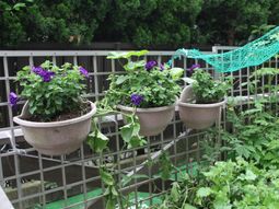 植物が並ぶベランダ風景