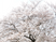 満開の桜が映える庭