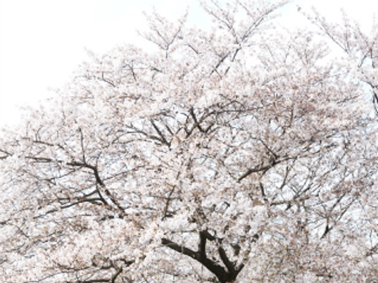 満開の桜が映える庭