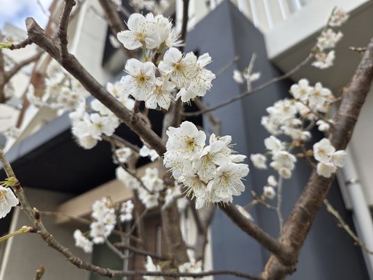 白い花が咲く庭  