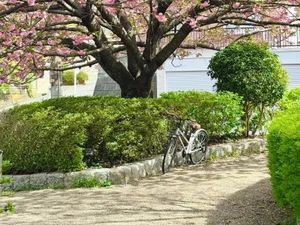 庭の自転車と桜  