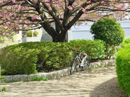 庭の自転車と桜  