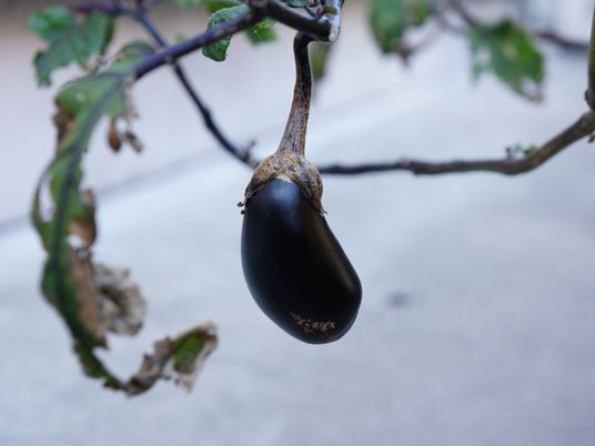 枝になる茄子のアップ