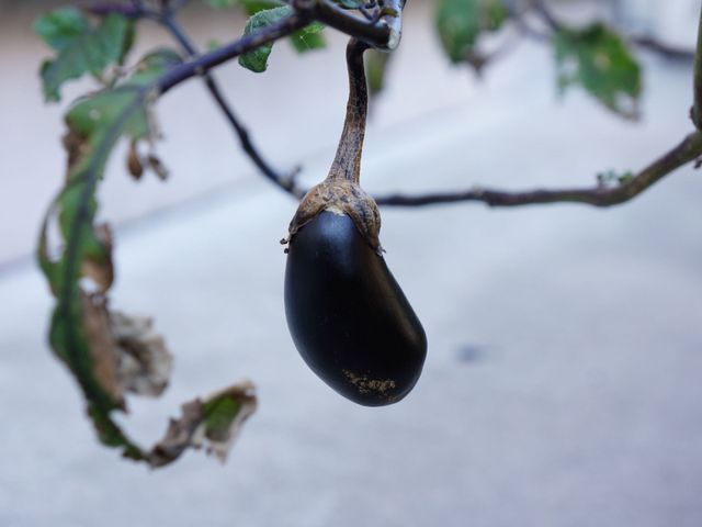 枝になる茄子のアップ なす 施設の庭には新鮮な野菜を育てる取り組みがあり、訪れる方々に自然の息吹を感じていただける環境を整えています。