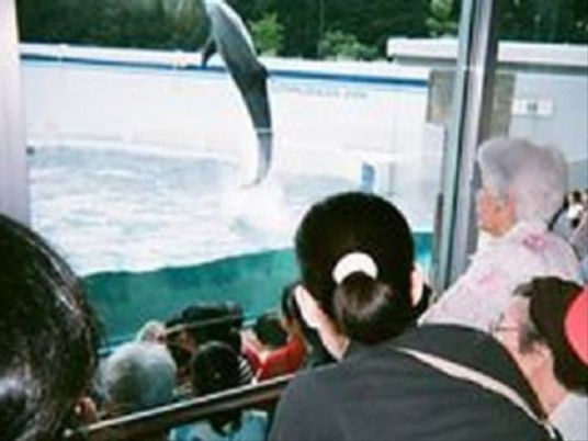 イルカショーを見る人々
