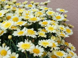 白と黄色の花が美しい庭