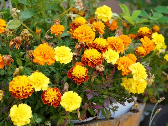 鮮やかな色彩の花壇