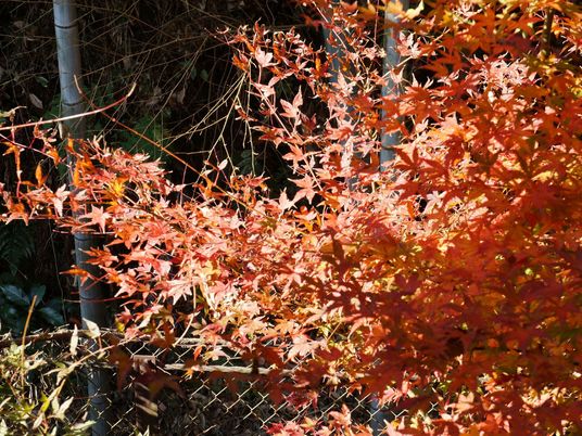 もみじの紅葉の写真である。生い茂った葉が、赤く色づいている。もみじの下方にはフェンスがある。また、竹も見える。