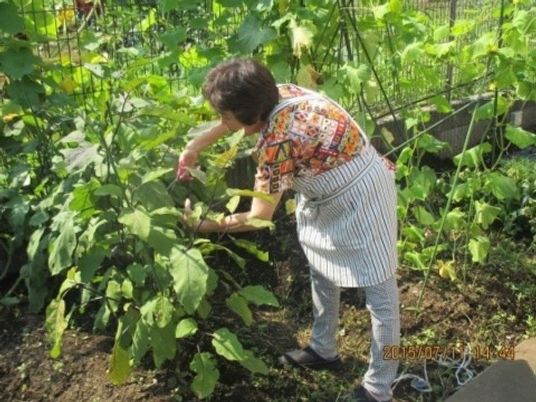 庭の園芸活動の様子