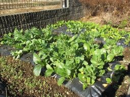 緑豊かな野菜の畑