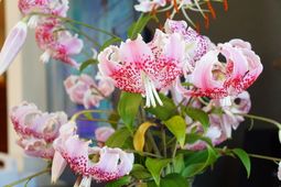 斑点模様の洗練された蘭