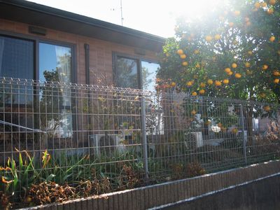 柑橘類の木のある庭