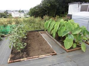 菜園のある庭  