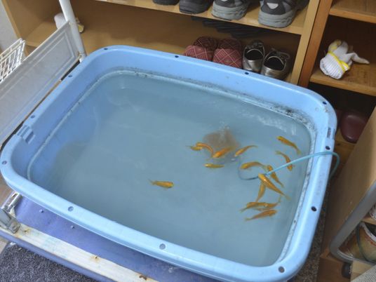 金魚の水槽と棚