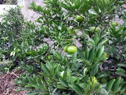 緑豊かな中庭の様子