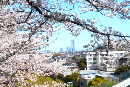 桜越しの眺めの庭