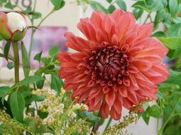 生花が咲く中庭の様子