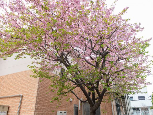 穏やかな庭の風景 庭   桜の木が美しく咲いた庭です。リラックスできる環境での勤務をお考えの方に適しています。