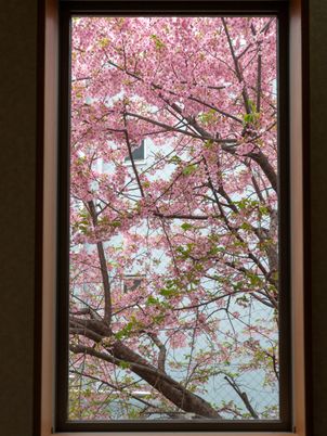 桜が見える窓