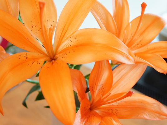 オレンジ色の百合の花