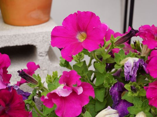 色鮮やかな花のクローズアップ