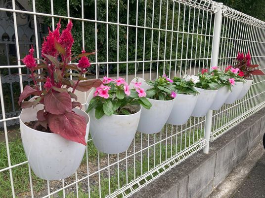 色彩豊かな花壇の横顔