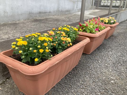 彩り豊かな花壇