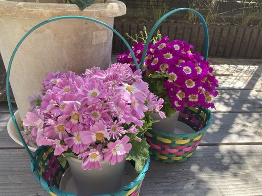 色とりどりの花が咲く庭