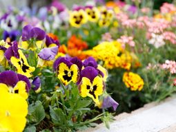 鮮やかな花々の庭