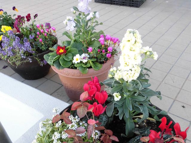 鉢植えの花が並ぶテラス テラス 色とりどりの鉢植えが並ぶ、明るく開放的なテラスです。入居者の方が季節の花を眺めながら、穏やかに過ごせそうです。