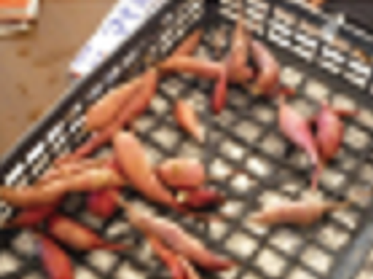 魚介類