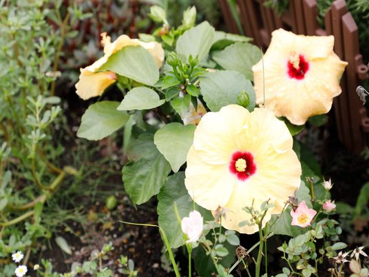 黄色いハイビスカスの花庭