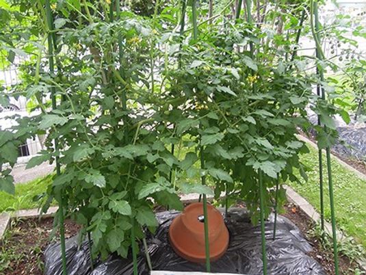 中庭の緑が広がる植栽スペース  