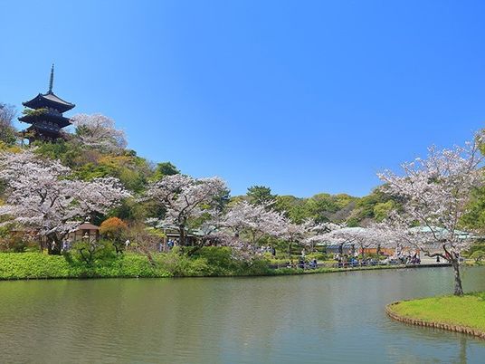 桜満開の公園景観