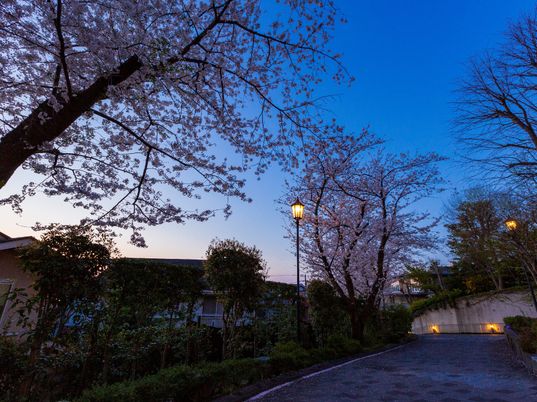 桜並木のある夕暮れ道