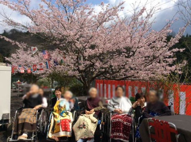 桜の満開の中庭